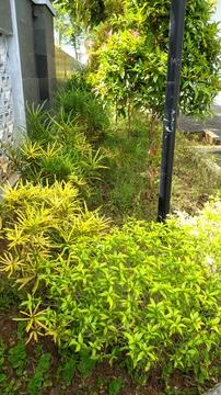 Rustic green garden Stock Photos