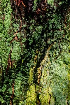 Rustic green moss texture on old tree with narrow DOF  Stock Photos