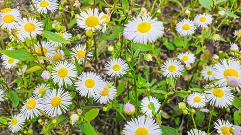 Rustic green plants in summer. Chamomile and celandine, small grass. Wallpaper 스톡 사진