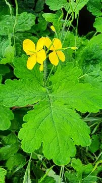 Rustic green plants in summer. Chamomile and celandine, small grass. Wallpaper 스톡 사진