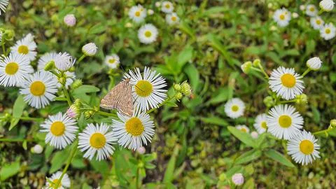 Rustic green plants in summer. Chamomile and celandine, small grass. Wallpaper 스톡 사진