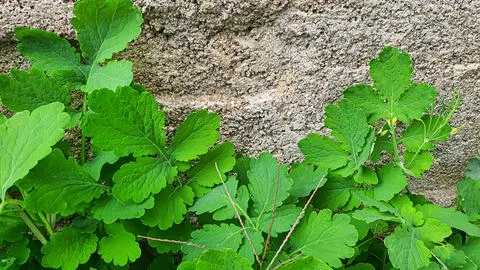 Rustic green plants in summer. Chamomile and celandine, small grass. Wallpaper 스톡 사진