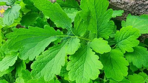 Rustic green plants in summer. Chamomile and celandine, small grass. Wallpaper 스톡 사진