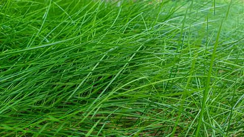 Rustic green plants in summer. Chamomile and celandine, small grass. Wallpaper 스톡 사진
