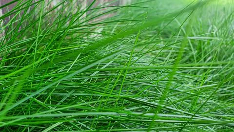 Rustic green plants in summer. Chamomile and celandine, small grass. Wallpaper 스톡 사진