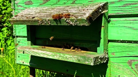 Rustic green wooden beehive with bees gathering around the entrance in a sunny Stock Footage 346246745