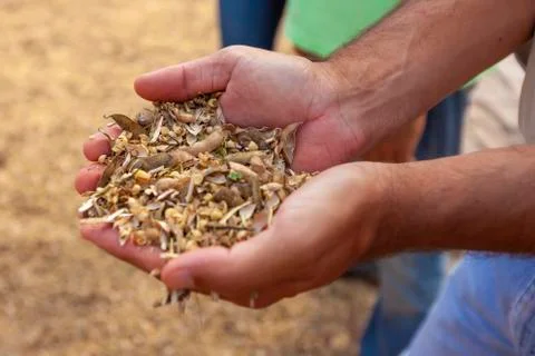 Rustic hands of a farm man with his crop Stock Photos