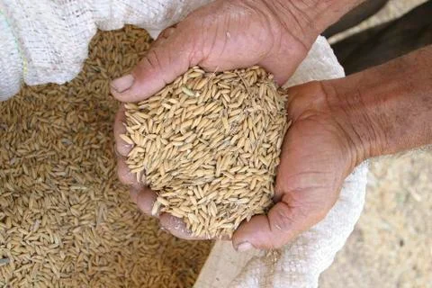 Rustic hands of a farm man with his crop Stock Photos