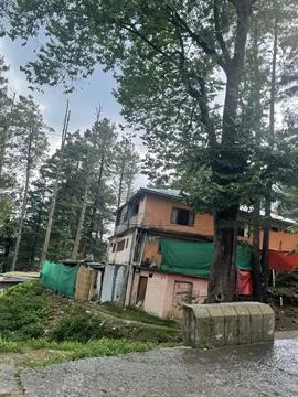 Rustic Hillside Dwelling Amidst Pine Trees Stock Photos