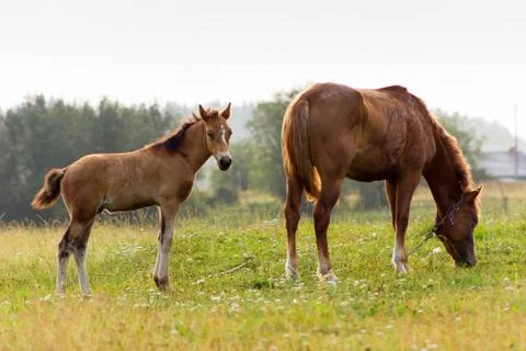 Rustic horse with foal Foto stock