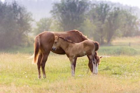 Rustic horse with foal Stock Photos