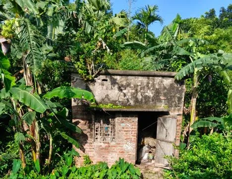 Rustic house surrounded by lush jungle foliage Stock Photos