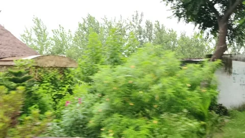 Rustic Hut in Lush Green Forest 스톡 동영상 343908882