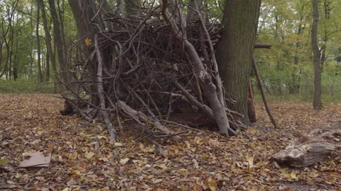 A rustic hut of tree branches nestled in the woods, containing a stump as a.. Video stock 293680555