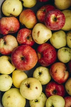 Rustic imperfect apples in bowl, zero waste concept. Stock-Fotos