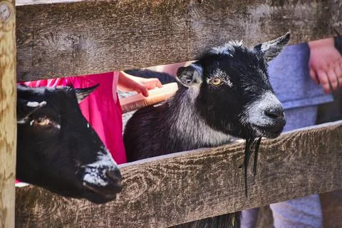 Rustic Interaction with Nigerian Dwarf Goats at Petting Zoo Foto stock