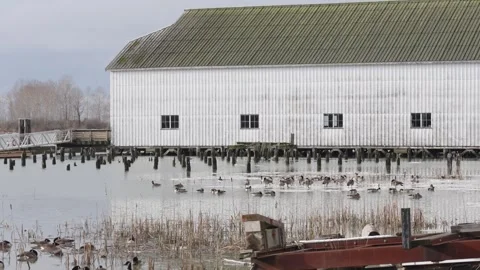 Rustic Lake Barn with Geese and Reeds Serene Rural Landscape Stock Footage 271199786