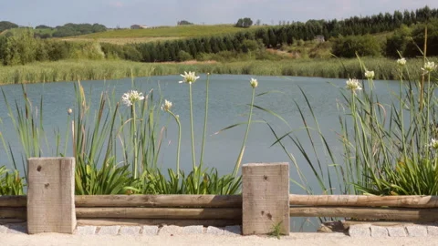 Rustic Lakeside Pond Framed by Reeds and White Blossoms, Pastoral View Video stock 337018694