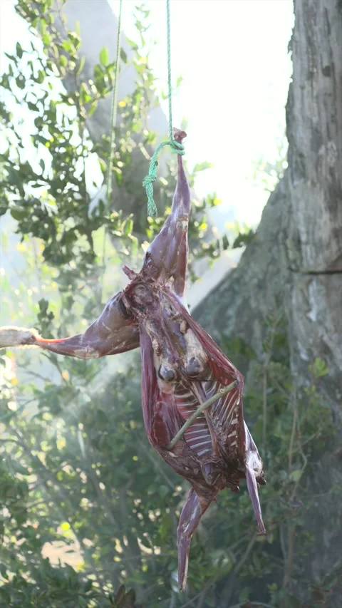 Rustic lamb barbecue over open fire in Patagonia, Chile, South America. Stock Footage 261757281