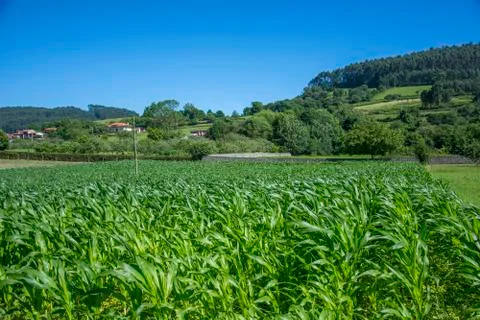 Rustic landscape 7 Foto stock