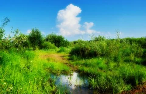 Rustic landscape with cloud and puddle road bushes summer day. 스톡 사진