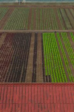 Rustic landscape. Farmers fields. Stock Photos