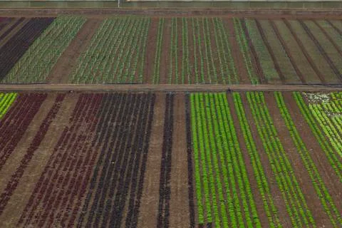 Rustic landscape. Farmers fields. Stock Photos