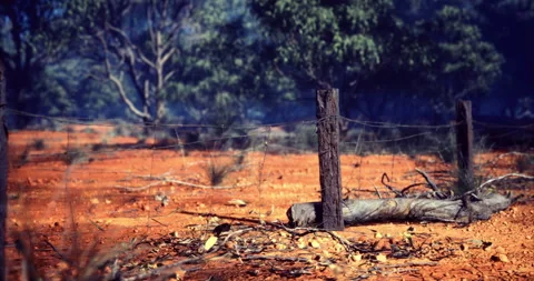 Rustic landscape features weathered fence posts in sunlit Australian outback Stock Footage 318076247
