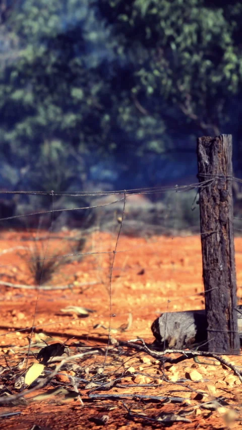 Rustic landscape features weathered fence posts in sunlit Australian outback Stock Footage 320304348