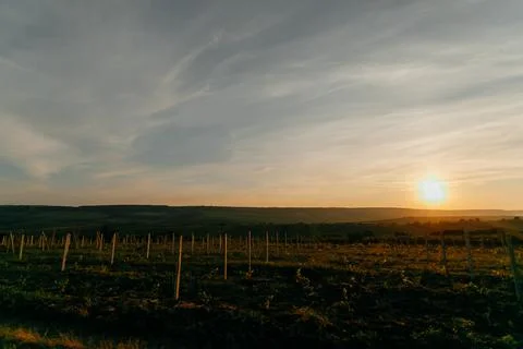 Rustic landscape. summer sunset in a vineyard Stock Photos