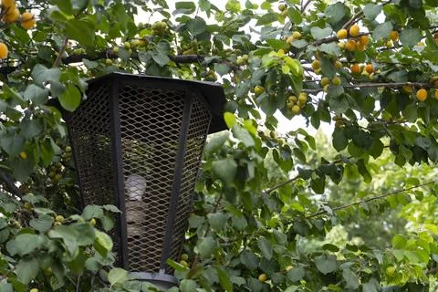Rustic Lantern in Fruit Tree Foto stock