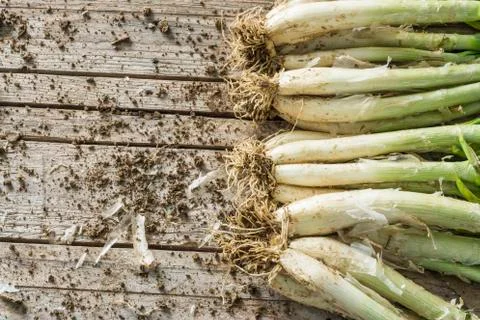 Rustic Leek Stock Photos