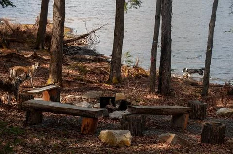 Rustic log benches around a campfire pit by a lake with dogs Stock Photos