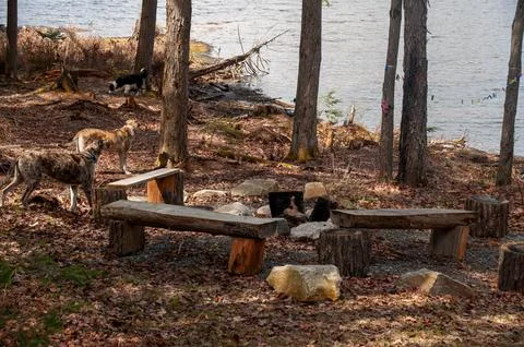 Rustic log benches around a campfire pit by a lake with dogs Stock Photos