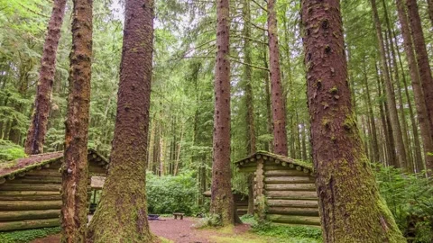 Rustic log cabin nestled deep in Oregon forest along Clatsop Loop Trail surround Stock Footage 309294458