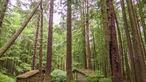 Rustic log cabins nestled in dense Oregon forest along Clatsop Loop Trail, surro Stock Footage 309328102