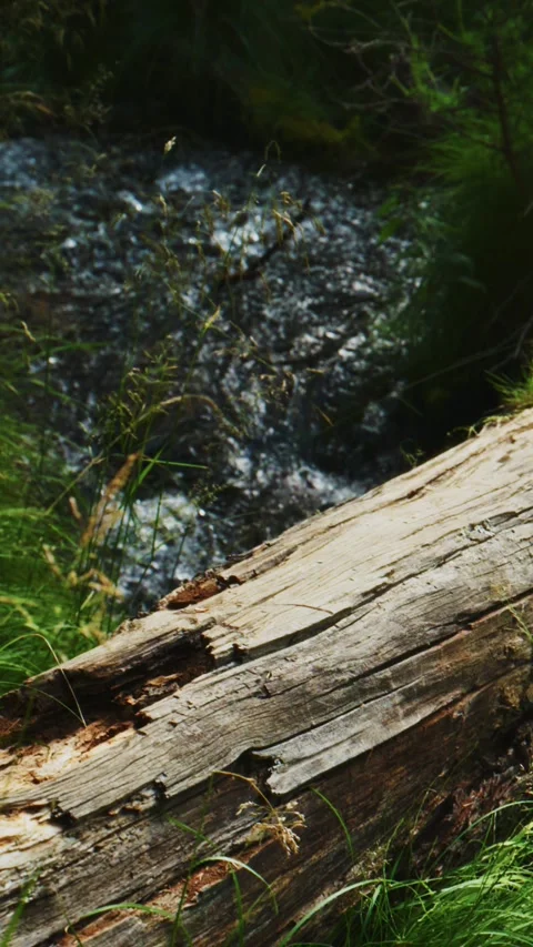 Rustic log in forest stream Stock Footage 335577588