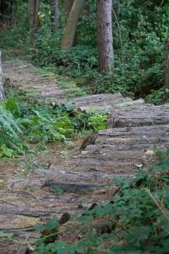 Rustic log path through forest Stock Photos