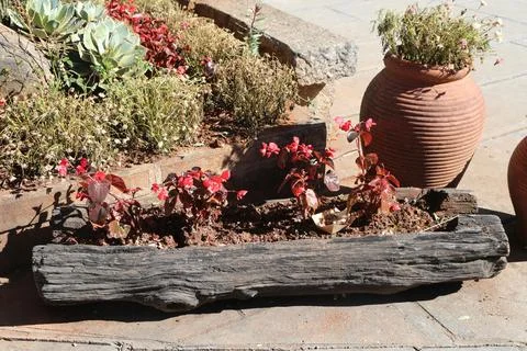 Rustic log planter with red flowers and terracotta pot in a sunny garden Foto stock