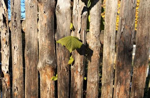 Rustic look Stock Photos