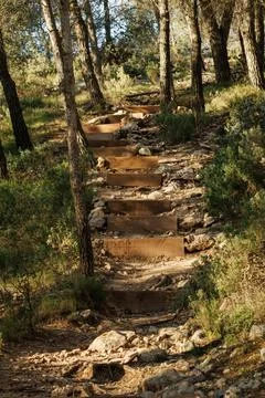 Rustic man-made staircase in the forest on the Preventorium hiking trail Stock Photos
