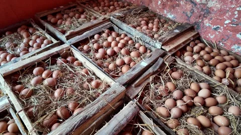 Rustic Market Crates Filled With Brown Eggs Stock Footage 345199603