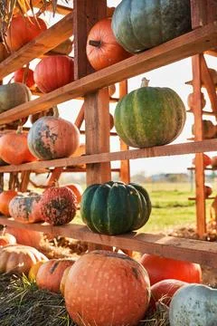 Rustic market stall with various of pumpkins in farm. Stock Photos