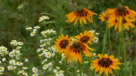 Rustic Meadow with Yellow Black-eyed Susan and Tiny White Daisies 動画素材 314222544
