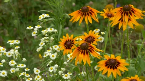 Rustic Meadow with Yellow Black-eyed Susan and Tiny White Daisies 스톡 동영상 314222853
