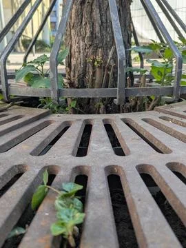 Rustic metal grate supporting young green plants in serene outdoor garden a.. Stock Photos