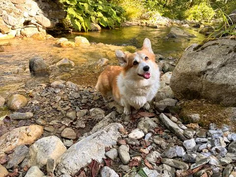 Rustic mornings come alive with corgi by the stream Stock Photos
