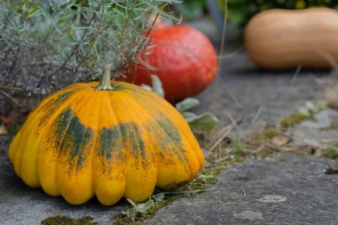 Rustic multicolored pumpkins on stone footpath with yellow flower in backgrou Stock Photos