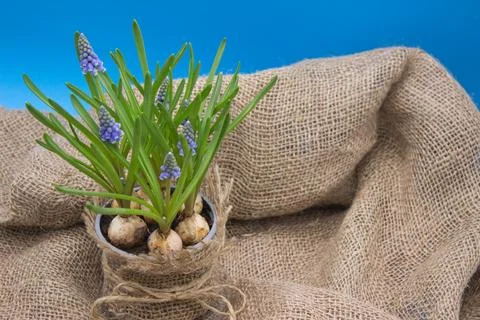 Rustic Muscari Bulbs in Bloom Stock Photos