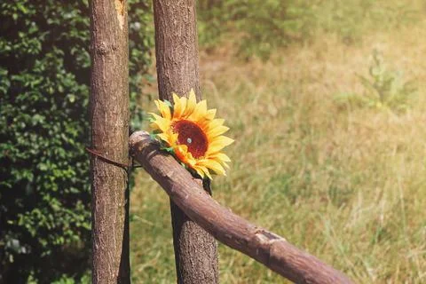 Rustic natural background with sunflower. Stock Photos